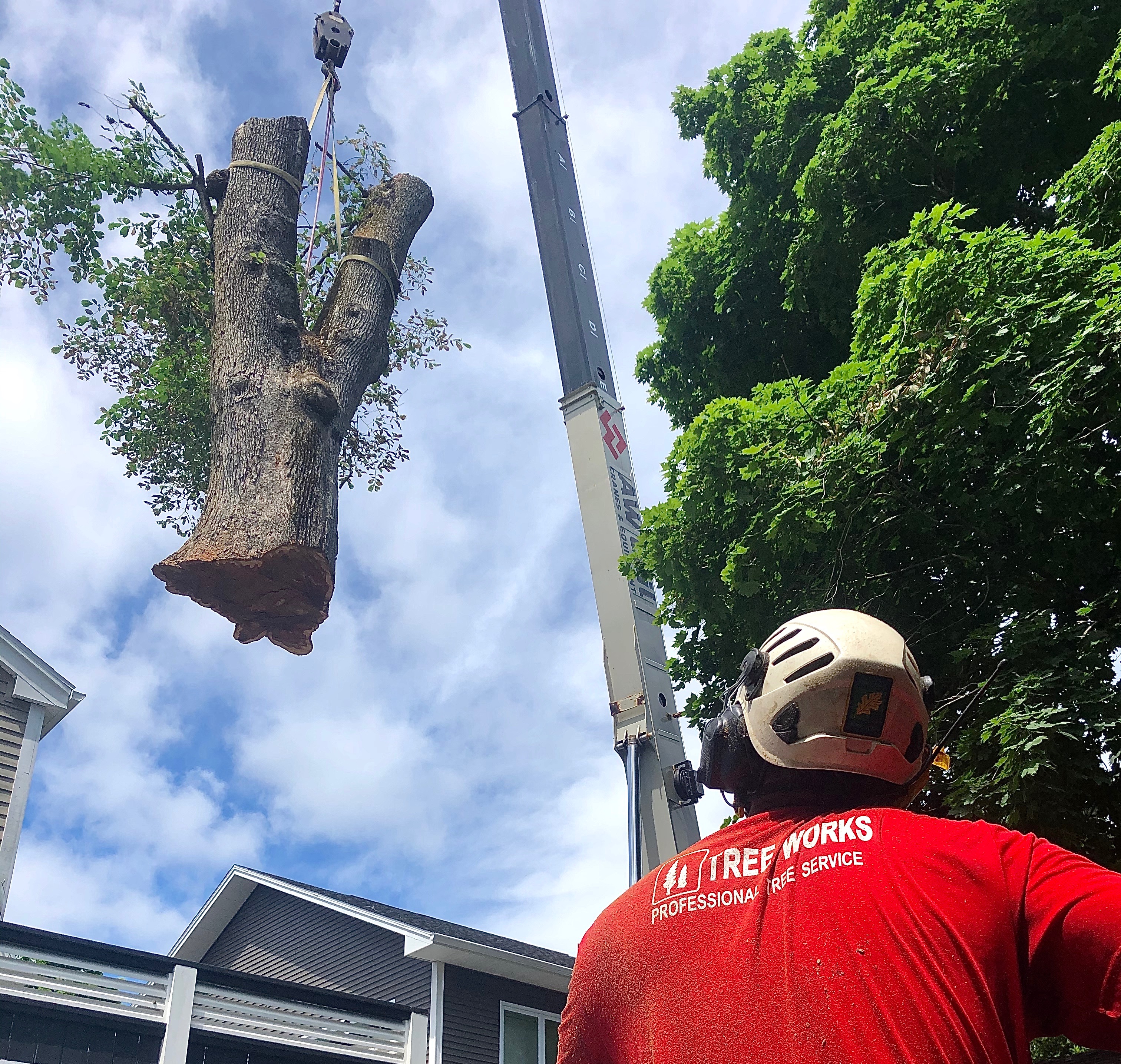 Sourcing the Trees